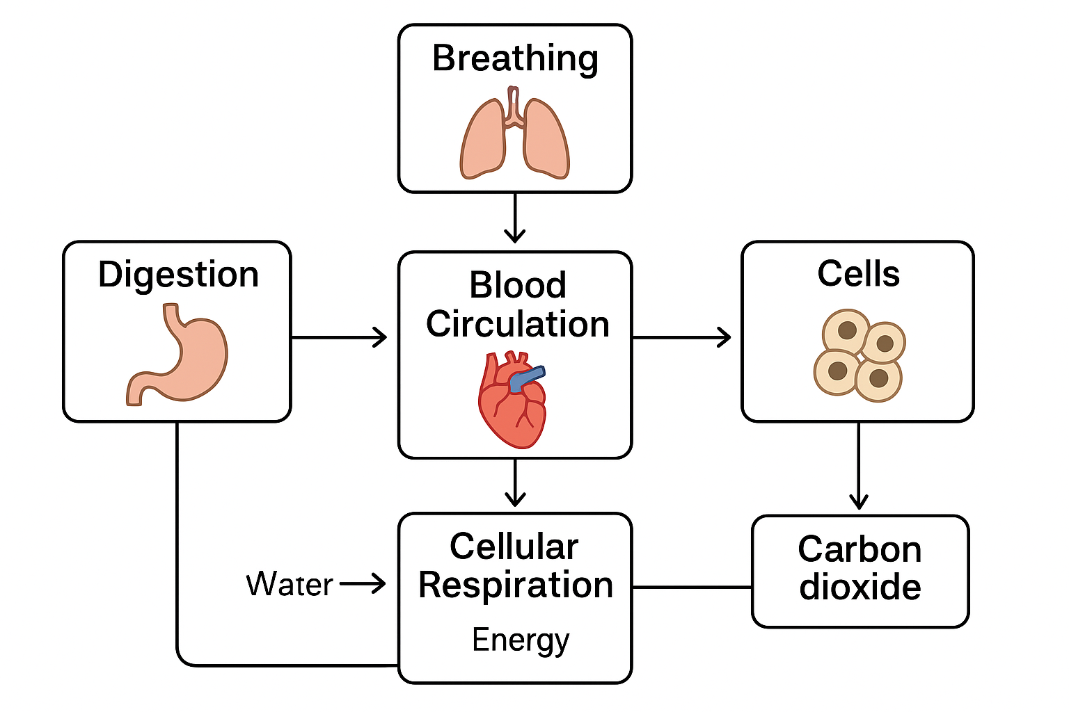 Diagram Showing connection between various Organ Systems